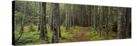 Lush Forest, Acadia National Park, Maine-null-Stretched Canvas