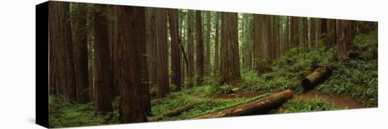 Lush Forest with Path, Jedediah Smith State Park, California, USA-null-Stretched Canvas