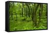 Lush Green Forest in the Hallasan National Forest, Jejudo Island, South Korea-Michael Runkel-Framed Stretched Canvas