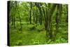 Lush Green Forest in the Hallasan National Forest, Jejudo Island, South Korea-Michael Runkel-Stretched Canvas