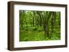 Lush Green Forest in the Hallasan National Forest, Jejudo Island, South Korea-Michael Runkel-Framed Photographic Print