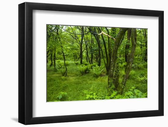 Lush Green Forest in the Hallasan National Forest, Jejudo Island, South Korea-Michael Runkel-Framed Photographic Print