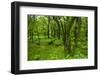 Lush Green Forest in the Hallasan National Forest, Jejudo Island, South Korea-Michael Runkel-Framed Photographic Print