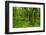 Lush Green Forest in the Hallasan National Forest, Jejudo Island, South Korea-Michael Runkel-Framed Photographic Print