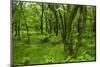 Lush Green Forest in the Hallasan National Forest, Jejudo Island, South Korea-Michael Runkel-Mounted Photographic Print