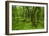 Lush Green Forest in the Hallasan National Forest, Jejudo Island, South Korea-Michael Runkel-Framed Photographic Print