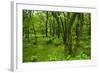 Lush Green Forest in the Hallasan National Forest, Jejudo Island, South Korea-Michael Runkel-Framed Photographic Print