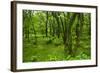 Lush Green Forest in the Hallasan National Forest, Jejudo Island, South Korea-Michael Runkel-Framed Photographic Print