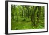 Lush Green Forest in the Hallasan National Forest, Jejudo Island, South Korea-Michael Runkel-Framed Photographic Print