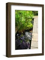 Lush Green Garden with Stone Landscaping and Koi Pond-elenathewise-Framed Photographic Print