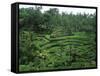 Lush Green Rice Terraces, Ubud, Bali, Indonesia-Paul Souders-Framed Stretched Canvas