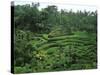 Lush Green Rice Terraces, Ubud, Bali, Indonesia-Paul Souders-Stretched Canvas