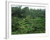 Lush Green Rice Terraces, Ubud, Bali, Indonesia-Paul Souders-Framed Photographic Print