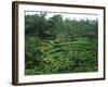 Lush Green Rice Terraces, Ubud, Bali, Indonesia-Paul Souders-Framed Photographic Print