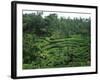 Lush Green Rice Terraces, Ubud, Bali, Indonesia-Paul Souders-Framed Photographic Print