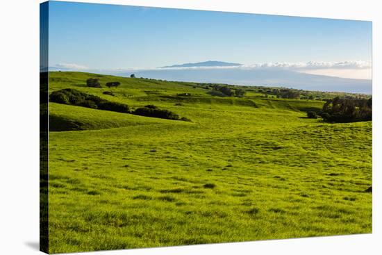 Lush pasture land, Waimea, Big Island, Hawaii-Mark A Johnson-Stretched Canvas