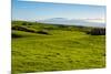 Lush pasture land, Waimea, Big Island, Hawaii-Mark A Johnson-Mounted Photographic Print