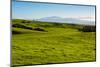 Lush pasture land, Waimea, Big Island, Hawaii-Mark A Johnson-Mounted Premium Photographic Print