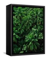 Lush Plants in Hawaiian Rainforest-Ron Watts-Framed Stretched Canvas