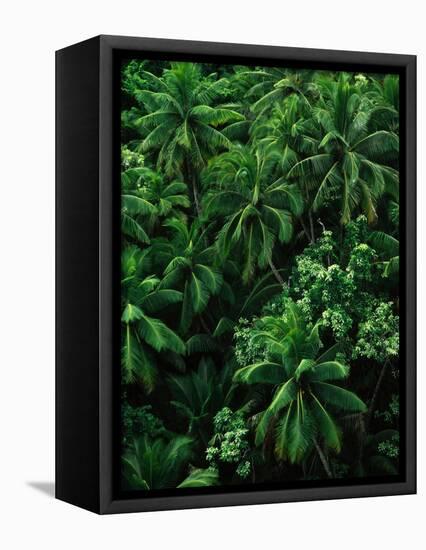 Lush Plants in Hawaiian Rainforest-Ron Watts-Framed Stretched Canvas