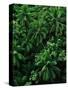 Lush Plants in Hawaiian Rainforest-Ron Watts-Stretched Canvas