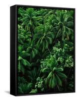 Lush Plants in Hawaiian Rainforest-Ron Watts-Framed Stretched Canvas