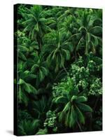 Lush Plants in Hawaiian Rainforest-Ron Watts-Stretched Canvas