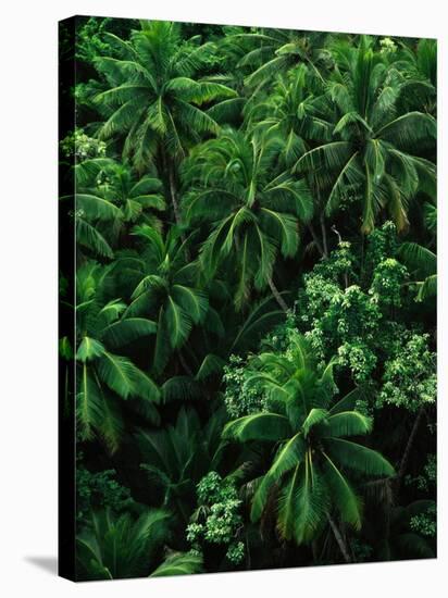 Lush Plants in Hawaiian Rainforest-Ron Watts-Stretched Canvas