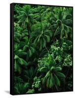 Lush Plants in Hawaiian Rainforest-Ron Watts-Framed Stretched Canvas