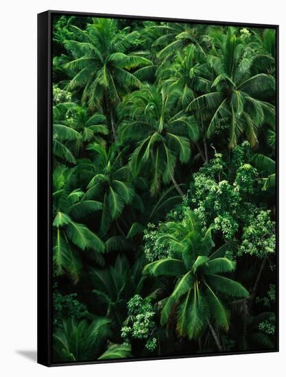 Lush Plants in Hawaiian Rainforest-Ron Watts-Framed Stretched Canvas