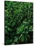 Lush Plants in Hawaiian Rainforest-Ron Watts-Stretched Canvas