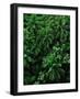 Lush Plants in Hawaiian Rainforest-Ron Watts-Framed Photographic Print