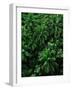 Lush Plants in Hawaiian Rainforest-Ron Watts-Framed Photographic Print