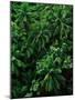 Lush Plants in Hawaiian Rainforest-Ron Watts-Mounted Photographic Print