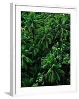 Lush Plants in Hawaiian Rainforest-Ron Watts-Framed Photographic Print