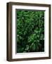 Lush Plants in Hawaiian Rainforest-Ron Watts-Framed Photographic Print