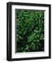 Lush Plants in Hawaiian Rainforest-Ron Watts-Framed Photographic Print