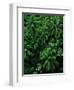 Lush Plants in Hawaiian Rainforest-Ron Watts-Framed Photographic Print