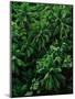 Lush Plants in Hawaiian Rainforest-Ron Watts-Mounted Photographic Print