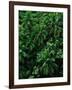 Lush Plants in Hawaiian Rainforest-Ron Watts-Framed Photographic Print