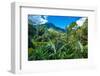 Lush Primeval Forests, Ranomafana (Hot Water in Malagasy) National Park, Madagascar-Leamus-Framed Photographic Print