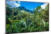 Lush Primeval Forests, Ranomafana (Hot Water in Malagasy) National Park, Madagascar-Leamus-Mounted Photographic Print