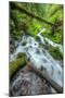 Lush Spring Creek, Columbia River Gorge, Oregon-Vincent James-Mounted Photographic Print