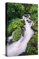 Lush Spring Creek, Columbia River Gorge, Oregon-Vincent James-Stretched Canvas