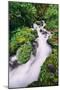 Lush Spring Creek, Columbia River Gorge, Oregon-Vincent James-Mounted Photographic Print