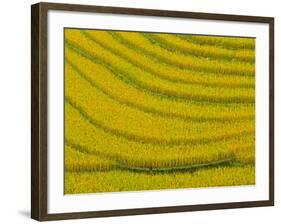 Lush, Terraced Rice Paddies Create Textured Landscapes in Hmong Hill Tribe Country, Sapa, Vietnam-Dan Morris-Framed Photographic Print