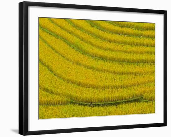 Lush, Terraced Rice Paddies Create Textured Landscapes in Hmong Hill Tribe Country, Sapa, Vietnam-Dan Morris-Framed Photographic Print