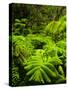 Lush tropical greenery in Hawaii Volcanoes National Park, Big Island, Hawaii-Jerry Ginsberg-Stretched Canvas