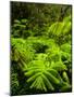 Lush tropical greenery in Hawaii Volcanoes National Park, Big Island, Hawaii-Jerry Ginsberg-Mounted Photographic Print