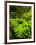 Lush tropical greenery in Hawaii Volcanoes National Park, Big Island, Hawaii-Jerry Ginsberg-Framed Photographic Print